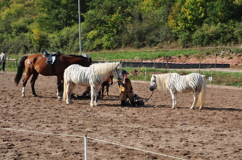 Zebras auf dem Brücklocher Hof