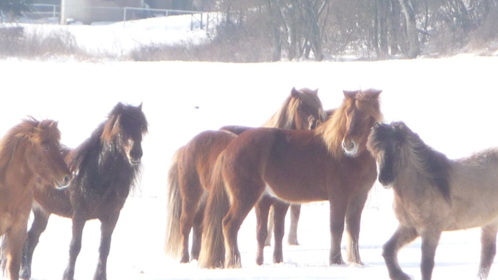 Ponies im Schnee