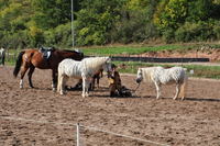 Zebras auf dem Brücklocher Hof