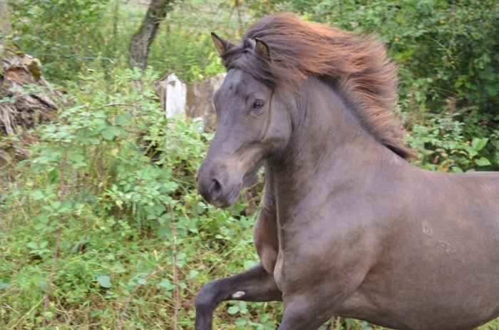 Reitet mit uns in den Frühling und in den Sommer!